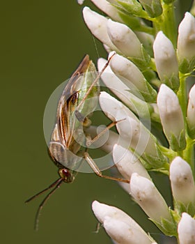 Extreme closeup portrait of what appears to be a species of stink bug - insect taken in Minnesota