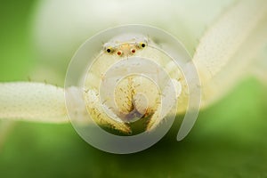 Extreme closeup and portrait of a white crab spider