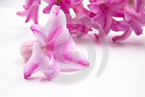 Extreme closeup shot of a pink hyacinth flower with water droplets, on a white surface