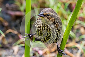 An Extreme Closeup Shot of a Small Winter Wren on Stilts