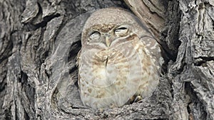 Extreme closeup shot of spotted owl or owlet or Athene brama perched in nest in outdoor jungle safari at forest of central india