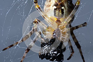 Extreme closeup of small spider feasting on prey