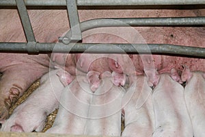 Extreme closeup of suckling piglets at iindustrial animal farm