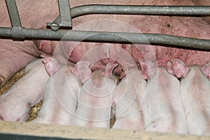 Extreme closeup of suckling piglets