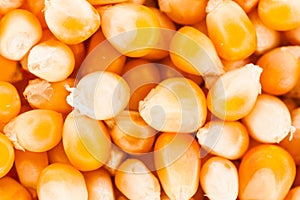 Extreme Closeup Texture of Corn Seeds