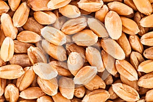 Extreme Closeup Texture of wheat seeds