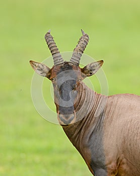 Extreme closeup of a Topi