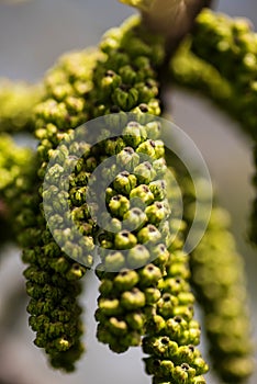 Extreme closeup of walnut male flowers