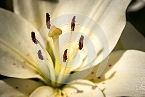 Extreme Closeup of a white Lily Flower - Macro photography