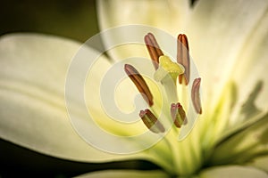 Extreme Closeup of a white Lily Flower - Macro photography
