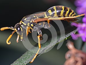 Extreme closeup of yellowjacket or wasp species vespidae - taken in the summer in Theodore Wirth Park in Minnesota