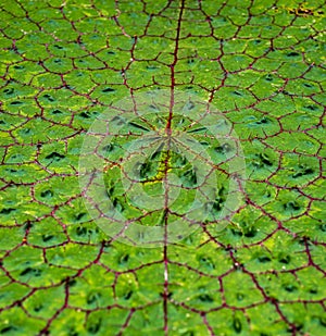 Extreme detail shot of a leaf of the Victoria water lily, Victoria amazonica, shallow depth of field