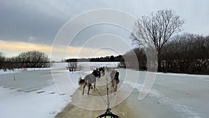 Extreme dog sledding sports in spring during snowmelt.