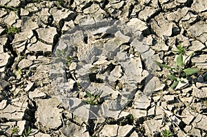 Extreme drought due to climate change, Netherlands