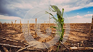 Extreme Drougt in a Cornfield