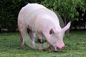 Extreme head shot portrait of a domestic pig sow summertime outdoors