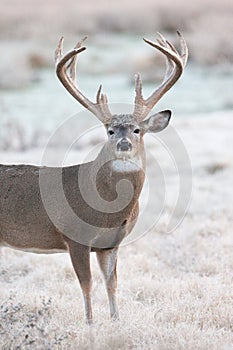 Extreme Heavy Mass Whitetail Buck