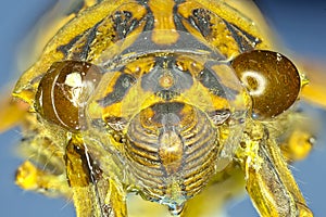 Extreme insect closeup