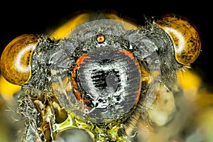 Extreme insect closeup. photo