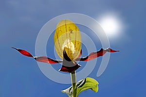 Extreme low angle shot of a yellow lady`s slipper orchid