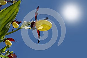 Extreme low angle shot of a yellow lady`s slipper orchid