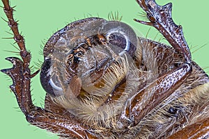 Extreme macro of brown beetle