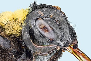 Extreme macro bumble bee photo