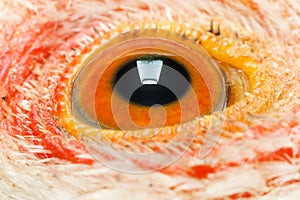 Extreme macro of chicken eye