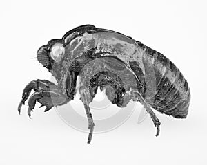 Extreme macro close up of Cicada insect nymph