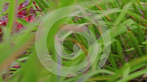 Extreme macro close up of plants and brush