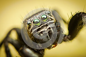 Extreme macro closeup on colorful hairy jumping spider with big and reflective eyes