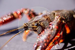 Extreme macro closeup of a crawfish, photography.