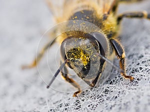 Extreme macro closeup on Honey bee eyes