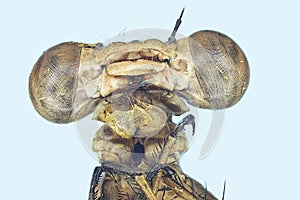 Extreme macro dragonfly