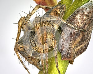 Extreme Macro Of Elegant Lynx Spider