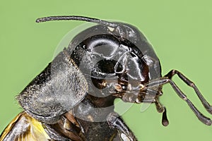 Extreme macro of a field cricket