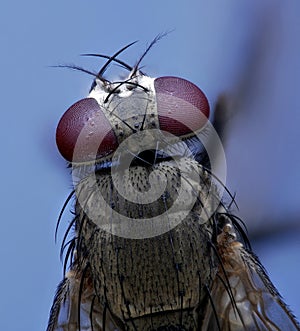 Extreme macro of flies from top