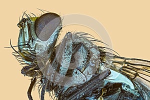 Extreme macro fly