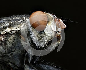 Extreme macro of the fly eye