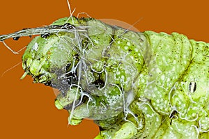 Extreme macro of green caterpillar