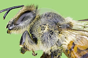 Extreme macro honey bee photo