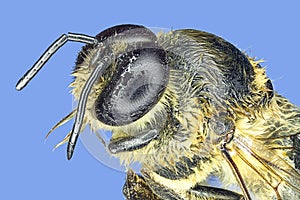 Extreme macro honey bee