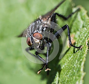 Extreme Macro from a house fly