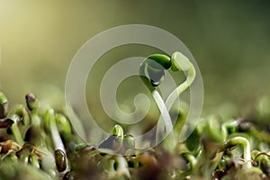 Extreme macro image of heart shaped bud