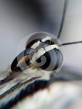 extreme macro of Lime butterfly
