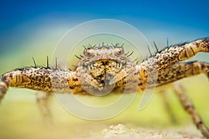 Extreme macro magnification of a crab spider looking at camera