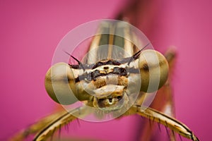 Extreme macro magnification and portrait of a damselfly with head and eyes in focus