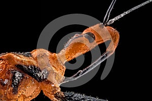 Extreme macro of a Milkweed Assassin photo