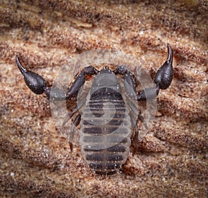 Extreme macro photography of pseudo scorpion at wood