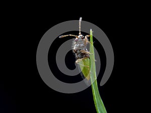 Extreme macro of planthopper nymph